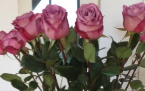 Rosen, Jasmin, Aprikosen: Ab ins Töpfchen!